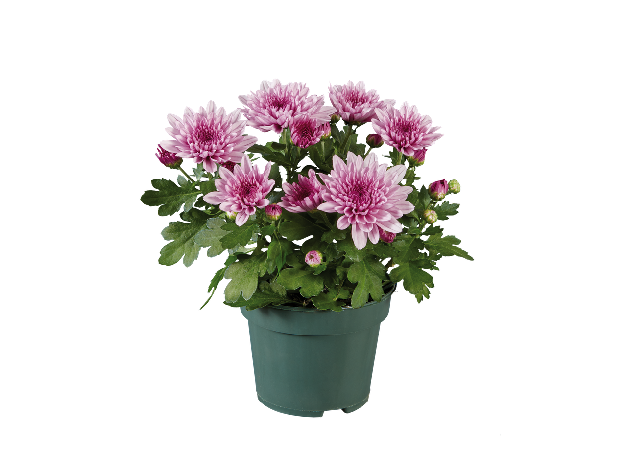 Crisântemos rosa em vaso sobre fundo preto.