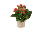 Uma planta em vaso com flores vermelhas.
