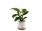 Planta Calathea em um vaso branco.