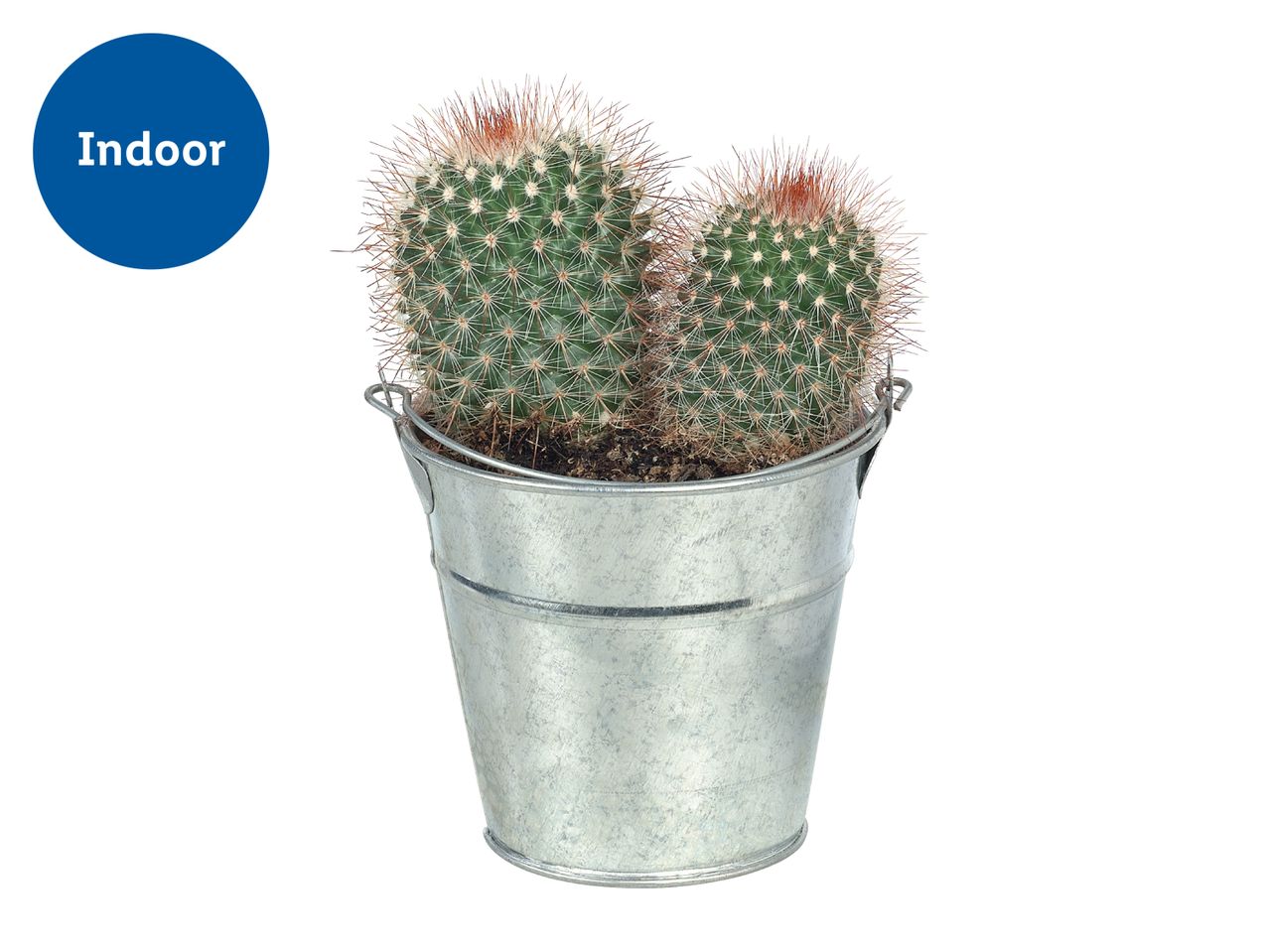 Two small indoor cacti in a galvanized metal bucket pot.