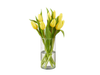 Tulipas amarelas em um vaso de vidro.