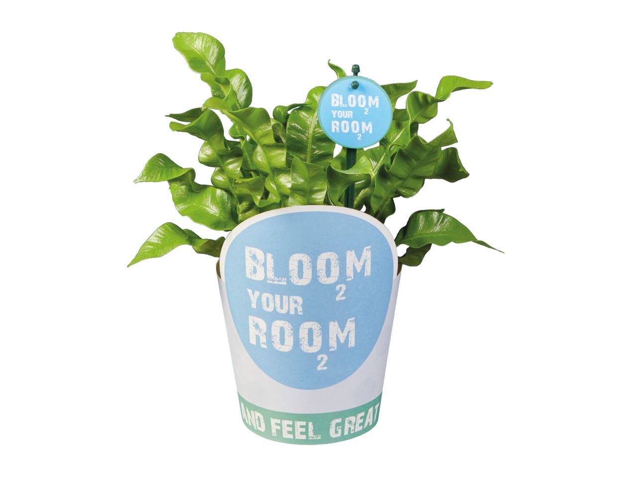 A potted green plant with curly leaves, featuring a light blue pot and a small sign that both read 'BLOOM YOUR ROOM'.