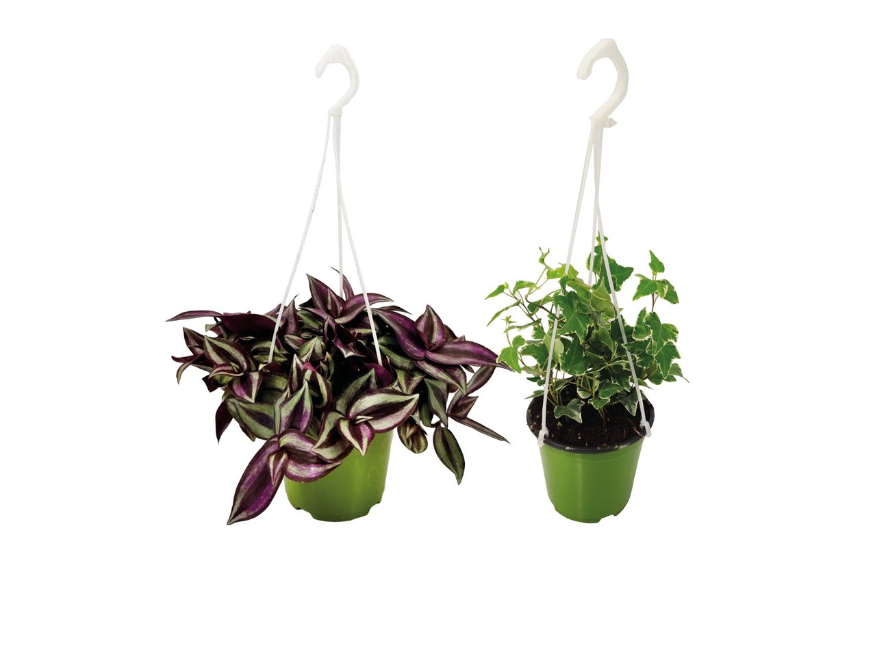 Due piante pendenti in vasi verdi, una con foglie viola e verdi, l'altra con foglie verdi variegate.