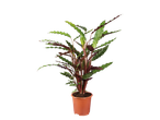 Plantă Calathea în ghiveci, frunze verzi și roșu-brune.