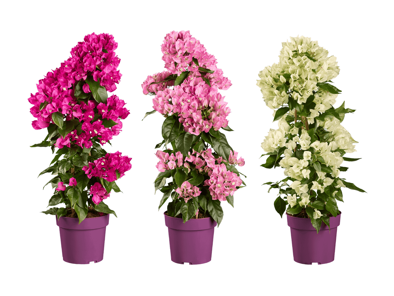 Drei Topf-Bougainvillea: zwei in leuchtendem Pink und eine in Weiß, auf schwarzem Hintergrund.