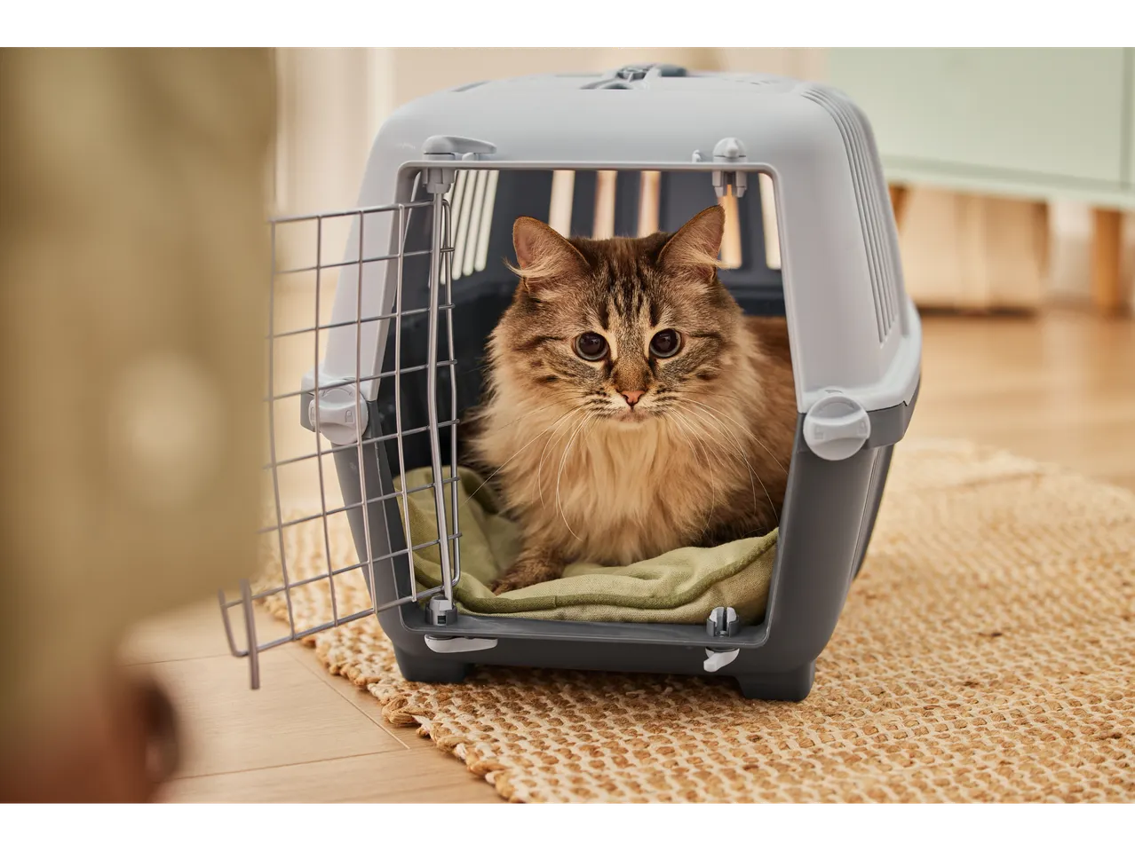 O pisică într-o cușcă de transport pentru animale de companie.