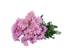 Buchet de crizanteme roz pal.