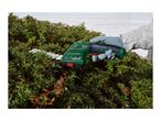 Person trimming a thorny hedge with a cordless hedge trimmer.