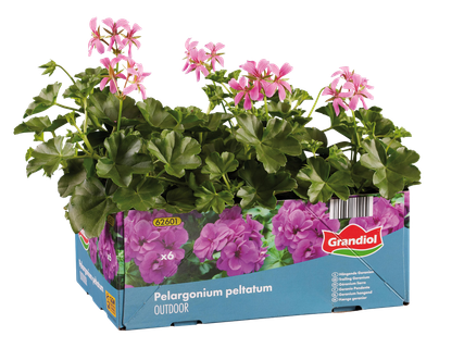 Futó muskátli* / álló muskátli*