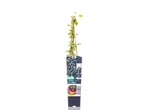 Potted Ribes nigrum 'Titania' (blackcurrant) bush with green leaves and a label showing berries.