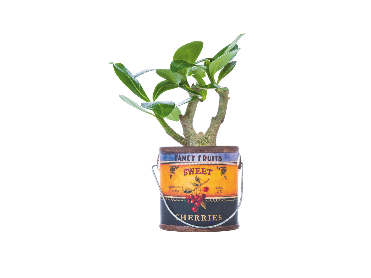 Plant in a cherry-themed tin can pot.