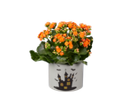 Orange flowering plant in a white pot with a Halloween haunted house design.