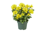 Yellow chrysanthemums in a pot.