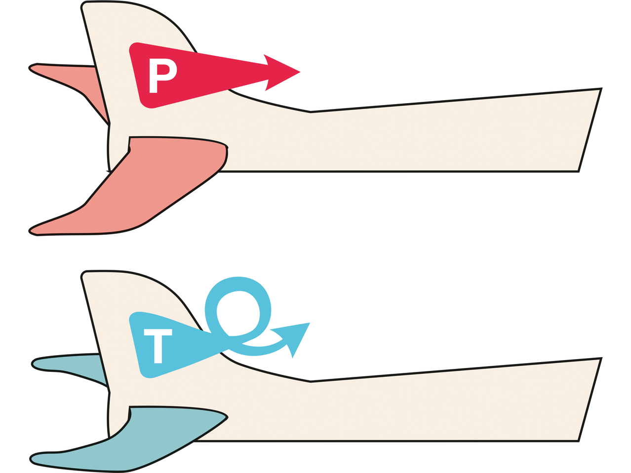 Diagramă care arată diferența dintre împingere (P) și cuplu (T) la un avion.