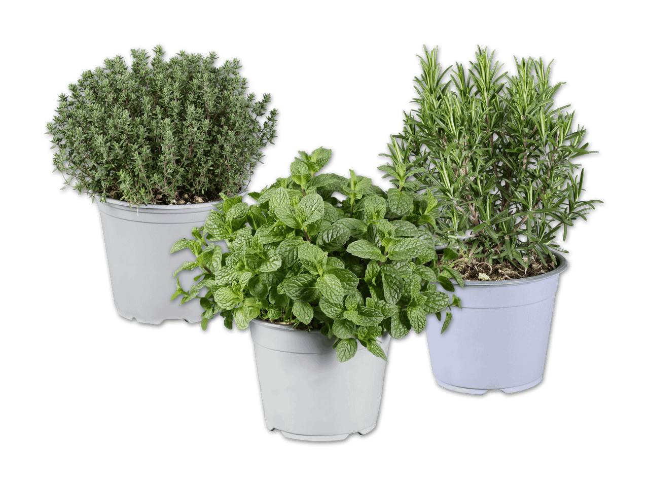 Drei Kräutertöpfe: Thymian, Minze und Rosmarin auf schwarzem Hintergrund.