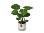 Monstera plant in a Nature pot.
