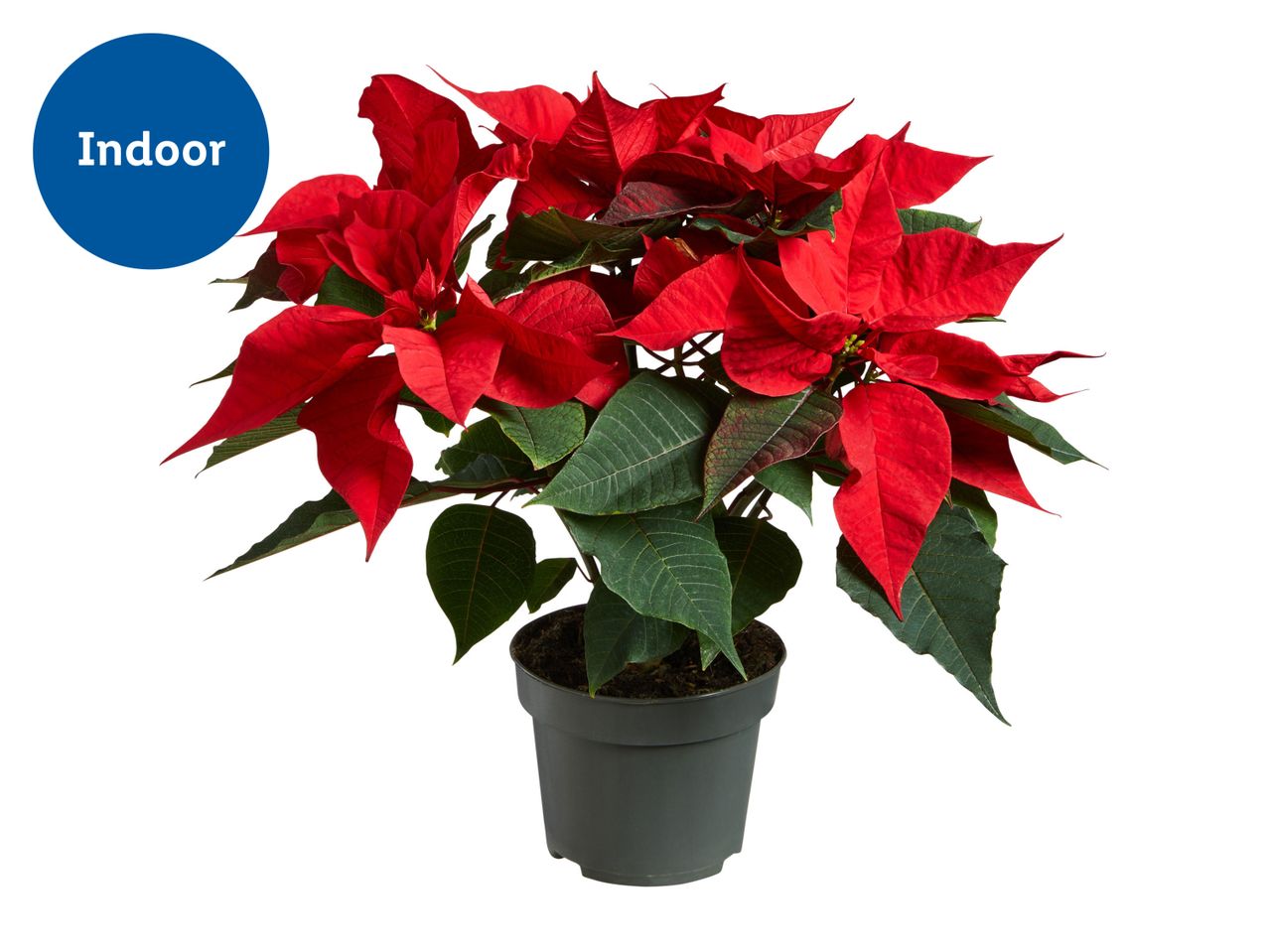 Potted red poinsettia plant with green leaves, labeled for indoor use.