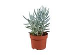 Succulent plant in a terracotta pot.