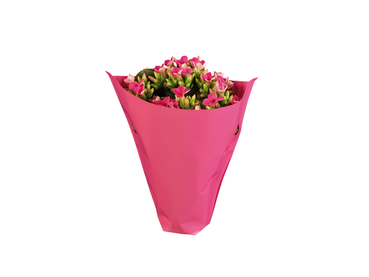 Flores de Kalanchoe rosas em um embrulho rosa.