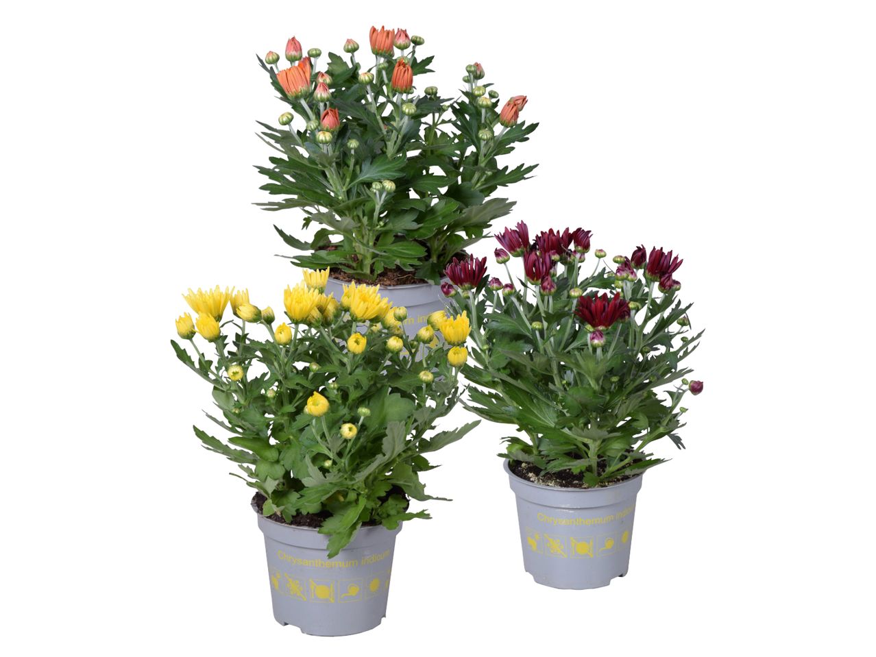 Tre piante di crisantemo in vaso con fiori arancioni, gialli e bordeaux.