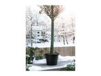 A potted tree wrapped in protective green fabric on a snowy terrace