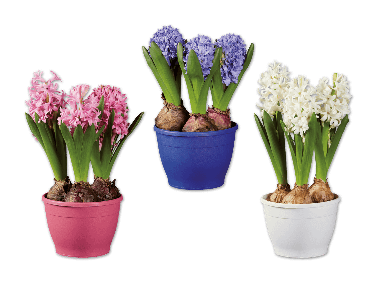 Drei Töpfe mit Hyazinthen in Rosa, Lila und Weiß auf schwarzem Hintergrund.