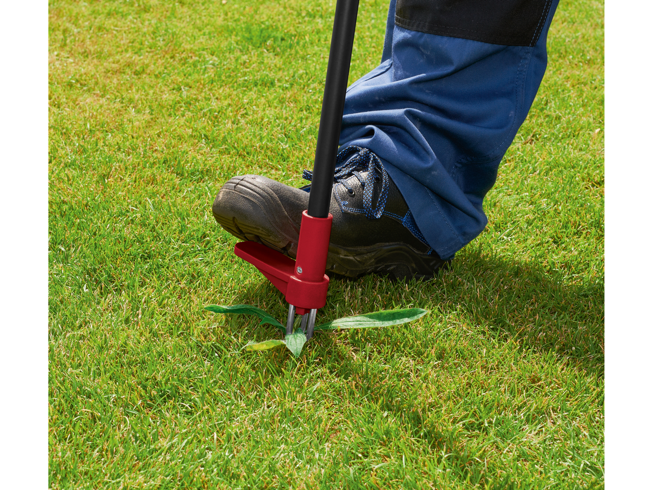 Parkside® Weed Puller in action, removing a weed from a lawn.