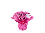 Planta de crisântemos rosa, embrulhada em papel rosa com laço.