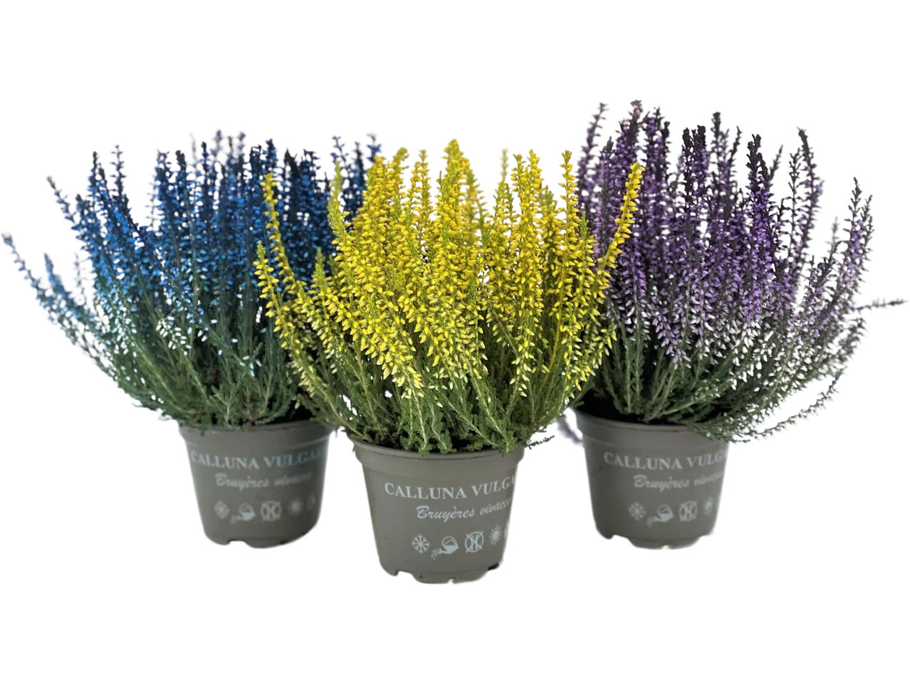 Three potted Calluna Vulgaris plants with blue, yellow, and purple flowers.