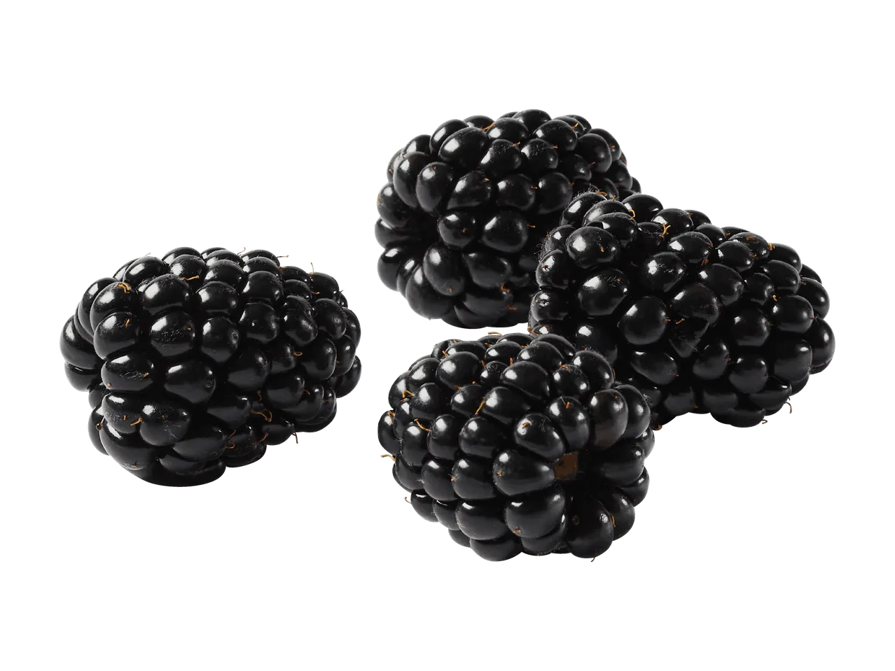Quatre mûres noires juteuses et brillantes sur un fond blanc.