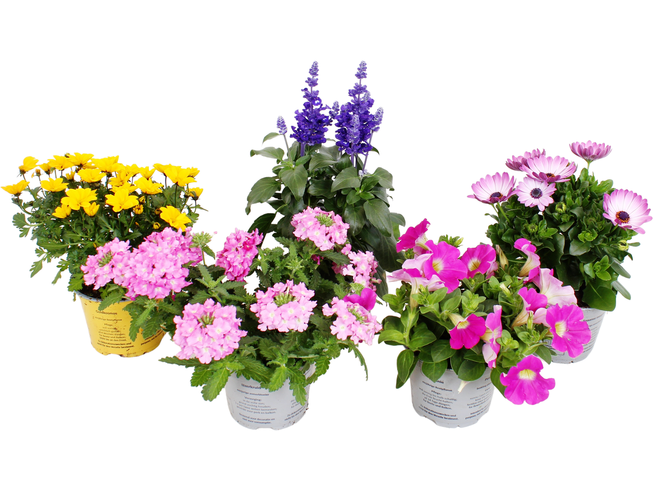 Potted bedding plants: yellow chrysanthemums, pink verbena, purple salvia, pink petunias, and osteospermum.