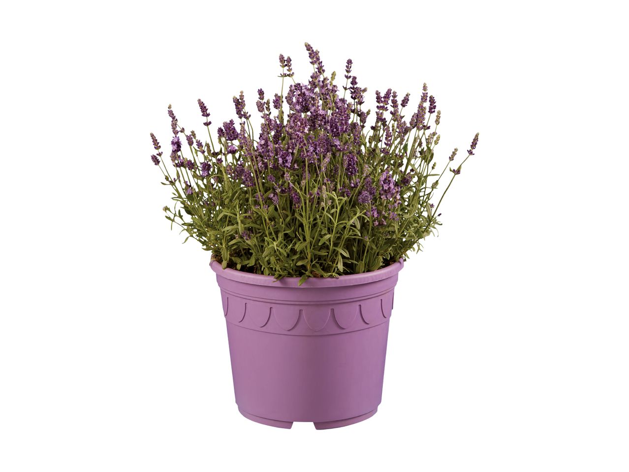 Lavendel i en lilla potte på en hvid baggrund.