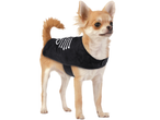 Long-haired chihuahua in black Halloween skeleton costume