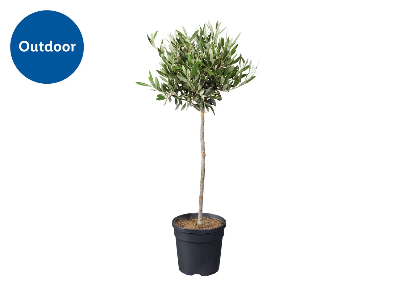 Outdoor olive tree in a black pot