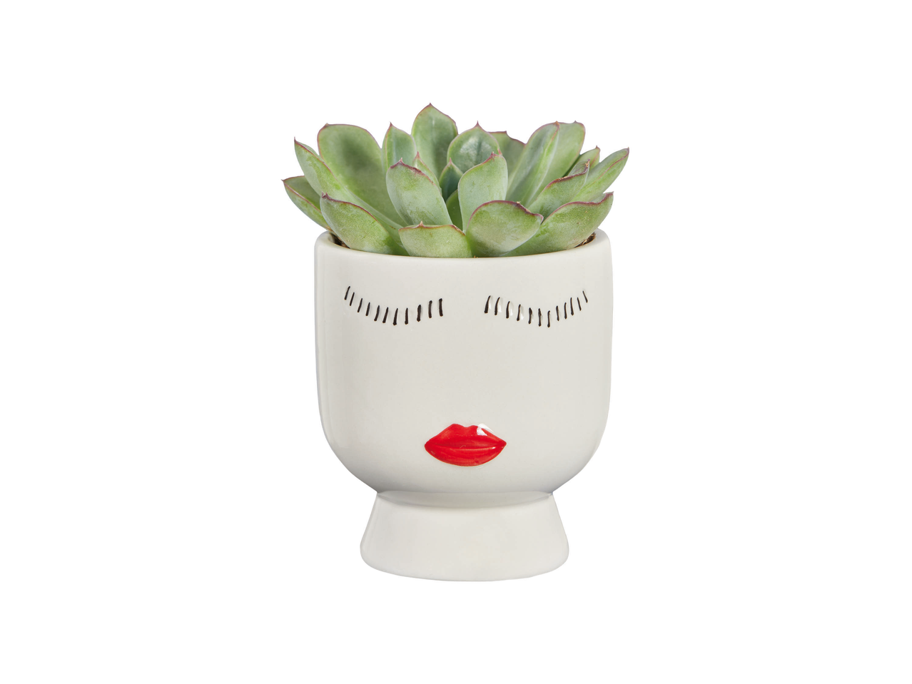 Succulente in vaso magnetico