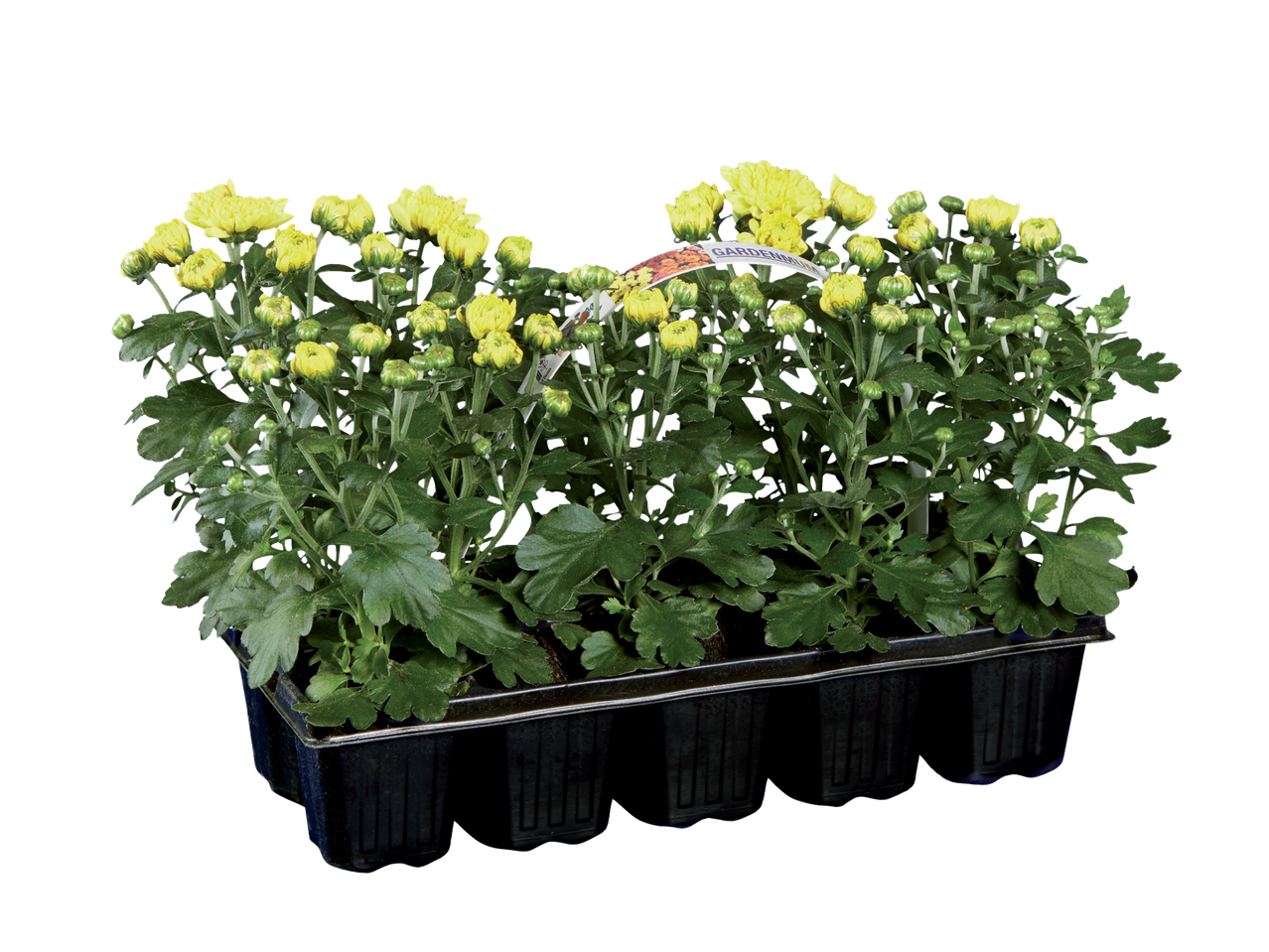 Een tray met zes kleine gele chrysantenplantjes.