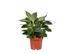 Planta de interior em vaso com folhas verdes.