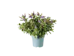 Plant met paarse bloemen in een lichtgroene pot.