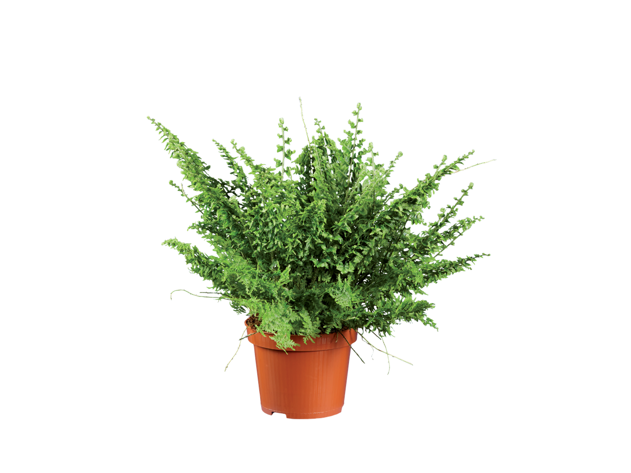 A lush green fern plant in a brown pot.
