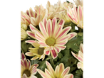 Chrysanthèmes jaunes et roses rayés de rouge.