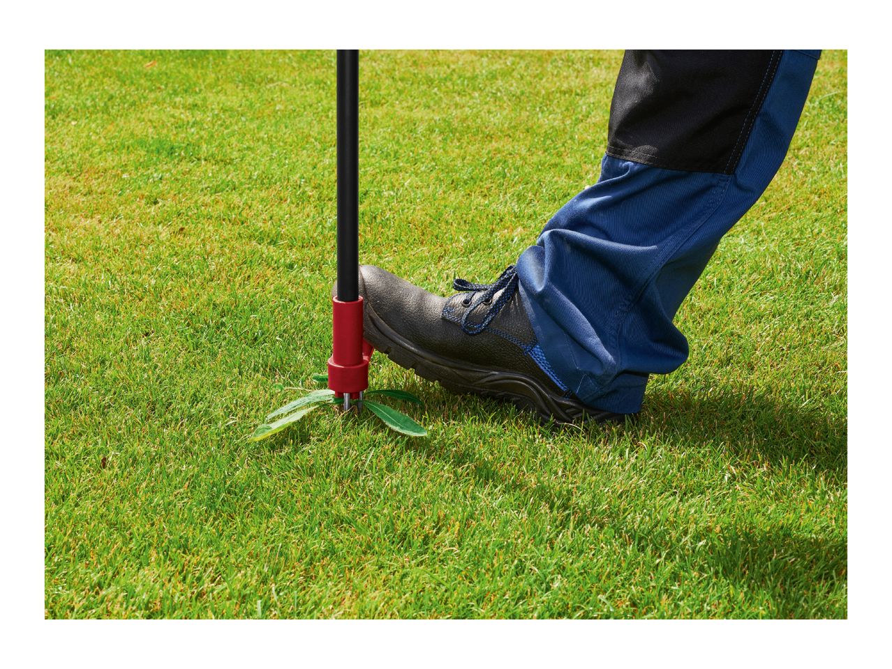 Person using a weed puller tool on a lawn, removing a weed with their foot.
