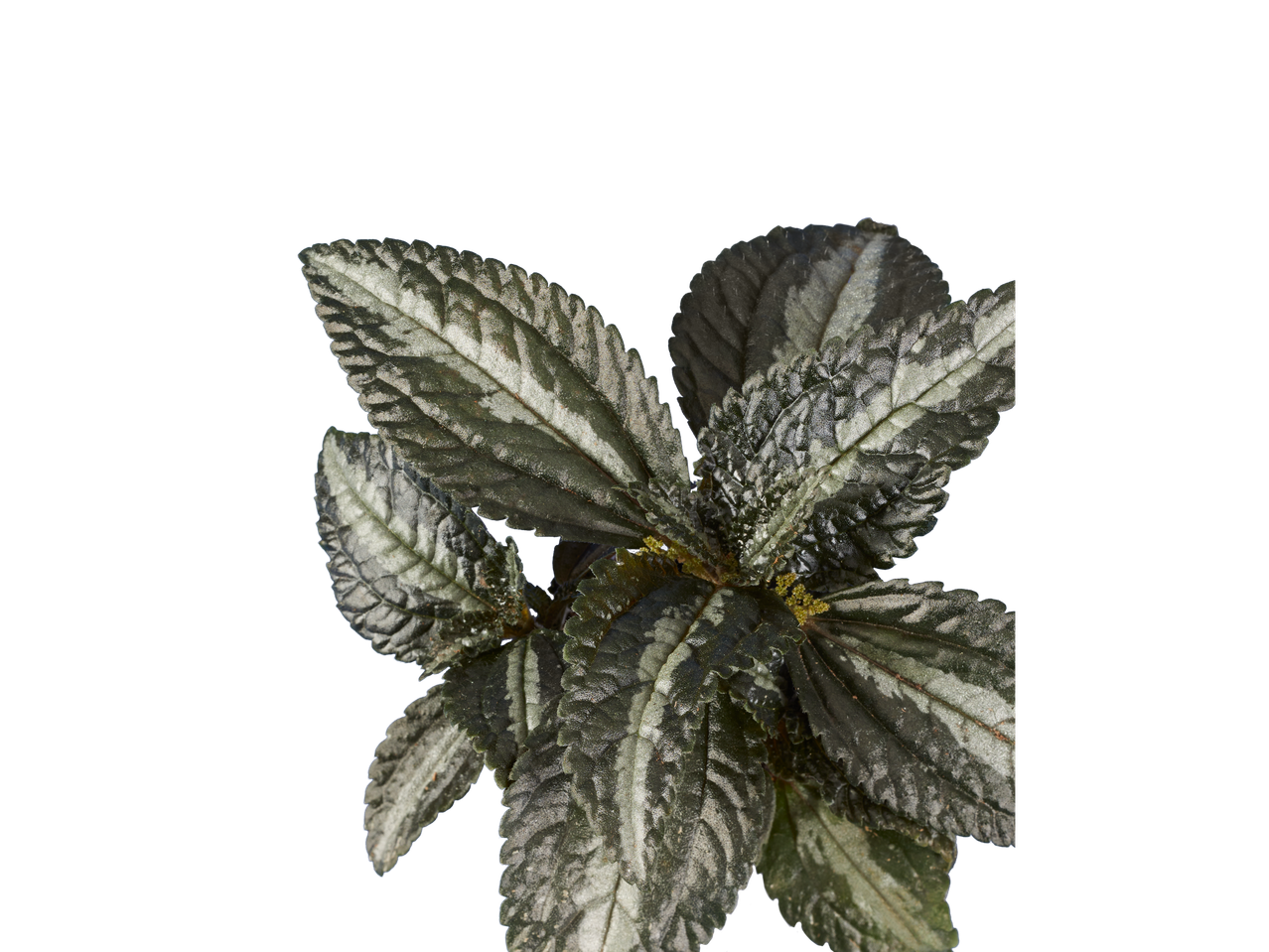 Planta com belas folhas verde-prateadas.