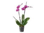 Pink orchids in a pot.
