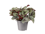 Begonia kamerplant met groene en rode bladeren in een grijze pot.