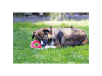 A dog lies on the grass with a watermelon toy.