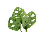 Três folhas de monstera com buracos.