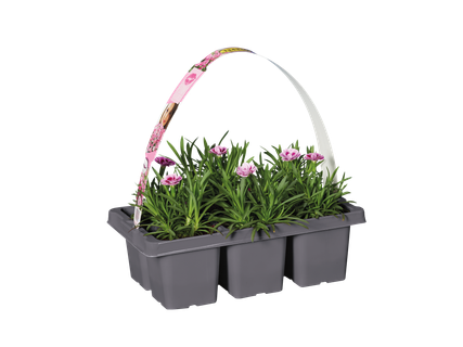 Dianthus, Pink Kisses