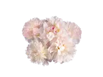 Een boeket witte pioenrozen in een witte vaas tegen een zwarte achtergrond.