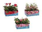 Tre kasser med blomster: røde pelargonier, lyserøde fuchsiaer og lyserøde hængepelargonier.