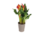 Calla lily plant in pot, orange-red flowers.